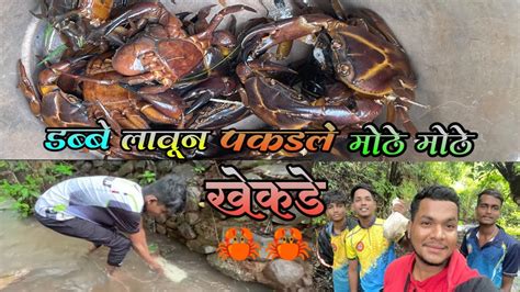 डब्बे लावून पकडले मोठे मोठे खेकडे 🦀🦀खेकडे पकडायची सोपी पद्धतcrab