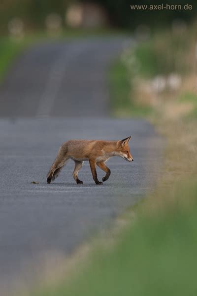 Vorsicht Wildwechsel Naturfotografie Axel Horn