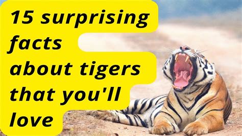 Surprising Facts About Tigers That You Ll Love Tigers