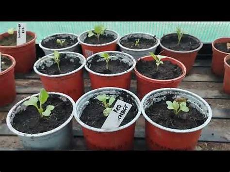 March Polytunnel Youtube