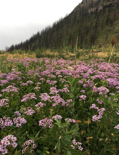 Asters - Gardening at USask - College of Agriculture and Bioresources