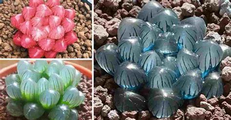 These Clear Succulent Plants Look Like Tiny Opals And They Re Breathtaking