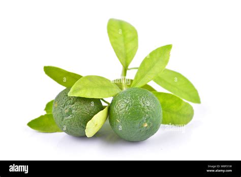 Calamansi hi-res stock photography and images - Alamy