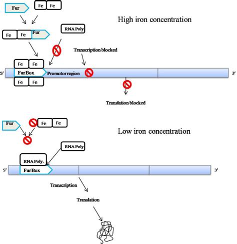 Regulation Of Siderophore Product Through The Fur Box Mechanism And The