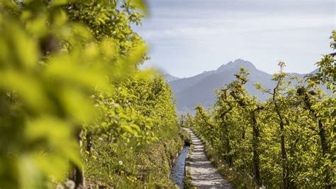 Da Lagundo Tell Lungo Il Waalweg Di Marlengo Sentiero Dell Acqua