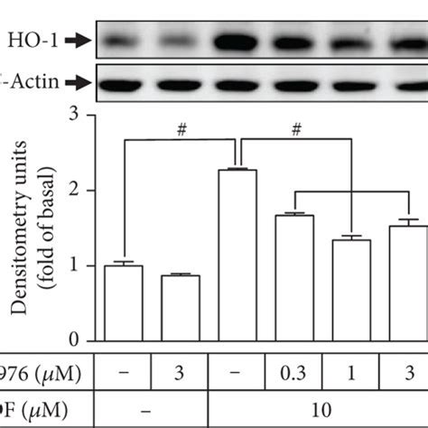 Schematic Representation Of Signaling Pathways Involved In Ddf Induced