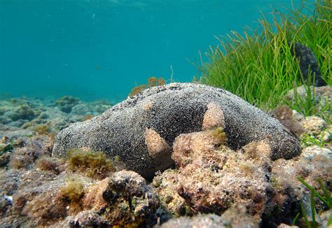 fileholothuria nobilisjpg wikimedia commons