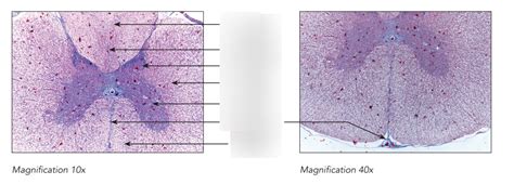 Diagram of SPINAL CORD HISTOLOGY | Quizlet