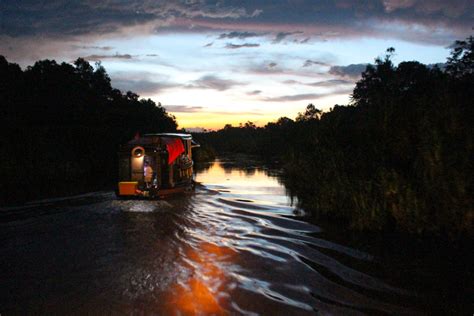 Tanjung Puting National Park » An Incredible Trekking Experience with Wild Orangutans - Love & Road