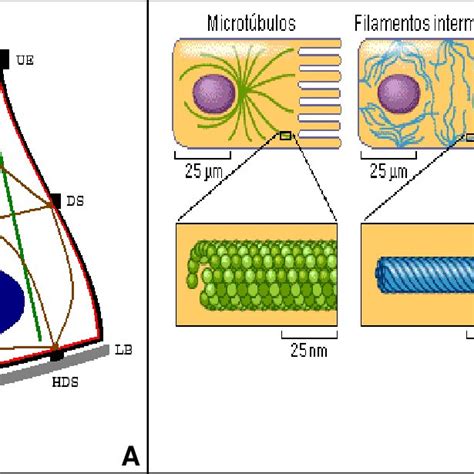 Organizaci N Del Citoesqueleto En Una C Lula Acinar La Figura A