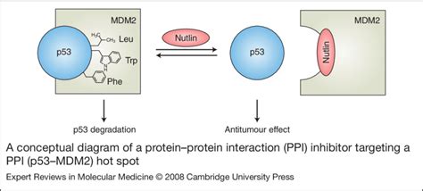 A Conceptual Diagram Of A Protein Protein Interaction Ppi Inhibitor Download Scientific