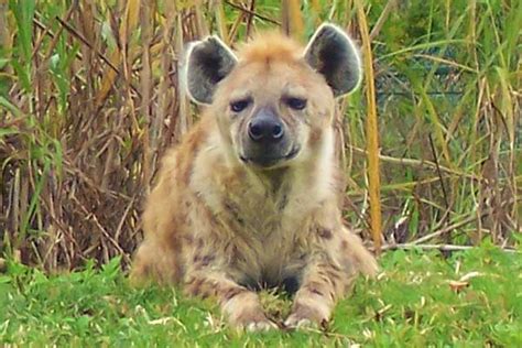 Busch Gardens Tampa - Thrills and Animals in Harmony •Orlando Insider