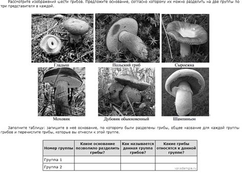 Рассмотрите изображения шести грибов предложите основание согласно