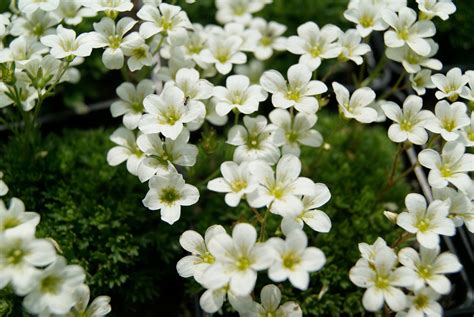 Skalnica Arendsa Bia A Saxifraga X Arendsii Alba Cena Opinie