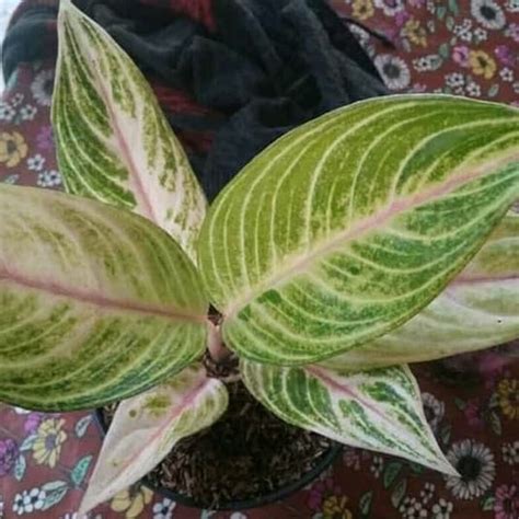 Jual Tanaman Hias Aglaonema Golden Siam Aglonema Legaci Hijau