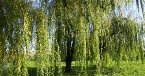 Corkscrew Willow Backyard Garden Layout Backyard Garden Backyard Garden Landscape