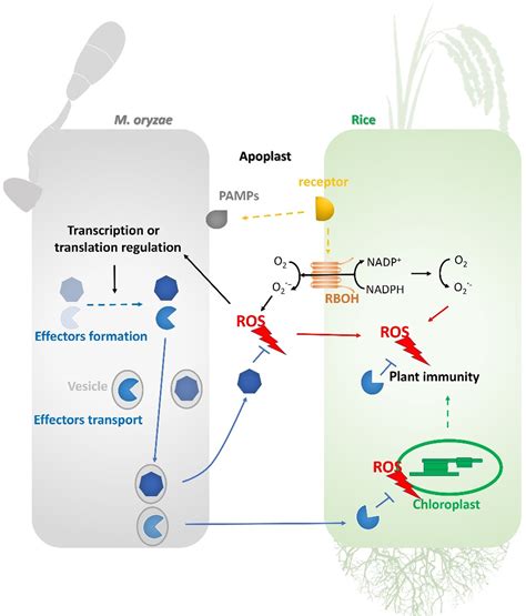 A Double‐edged Sword Reactive Oxygen Species Ros During The Rice