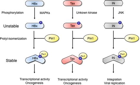 Viral Regulatory Proteins