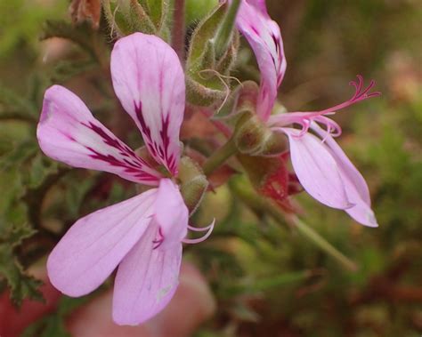 Oak Leaved Geranium From Uniondale South Africa On November