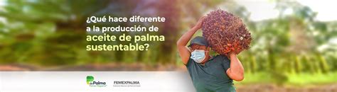 Sab As Que La Producci N De Aceite De Palma Sustentable Es Diferente A