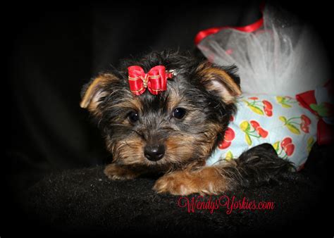 Female Teacup Yorkie Puppies For Sale In Tx Wendys Yorkies