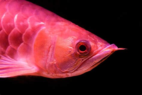 Red Arowana Care Guide Information On This Endangered Species