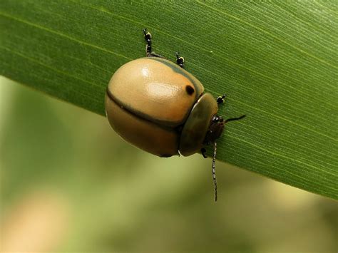 White Acacia Leaf Beetle (Dicranosterna circe) – Ausemade