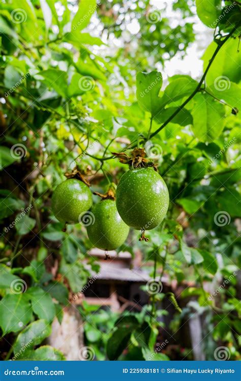 Unripe Passion Fruit Stock Image Image Of Leaf Fruit 225938181