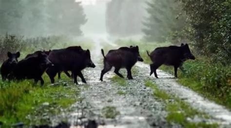 how to get rid of wild pigs
