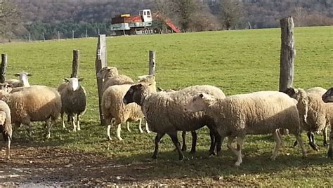 Quelque Brebis Mortes Apr S L Attaque De Chiens Sauvages Au Pontet