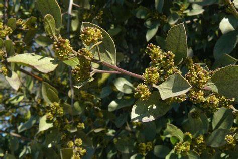 Calphotos Rhamnus Alaternus Italian Buckthorn