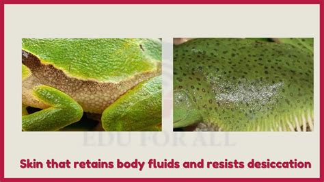 Amphibians-Evolution, Charectristics, Classification, Adaptations, Life ...