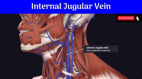 Internal Jugular Vein Commencement Termination Relations