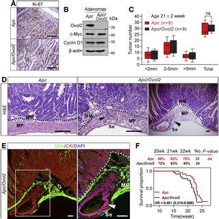 Local Tumor Invasion Phenotypes Of The Ovol Knockout In Apc Min Mice