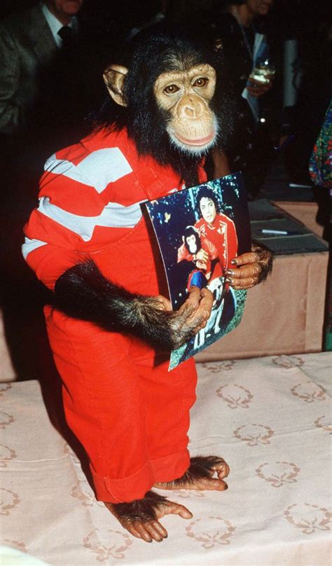 Michael Jackson and His Pet Chimp Bubbles | Frases de michael jackson, Fotos de michael jackson ...