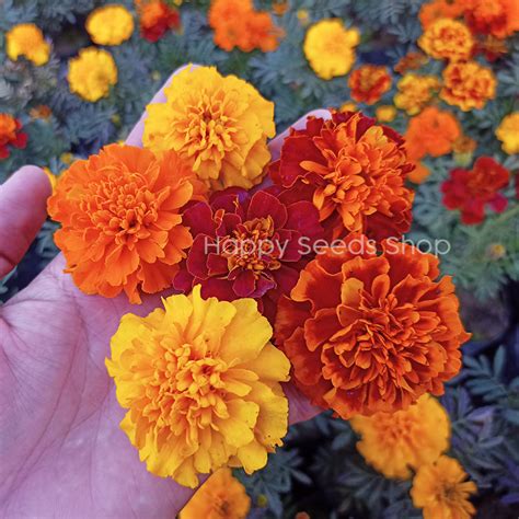 Marigold Bonanza Mix Hybrid Happy Seeds Shop