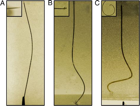 3d Imaging And Mechanical Modeling Of Helical Buckling In Medicago