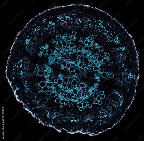 Helix Ivy Soil Root Cross Section Cut Under The Microscope