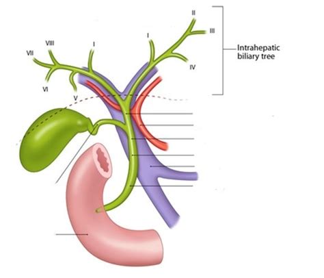 Chapter 6 Gallbladder And Biliary System Flashcards Quizlet