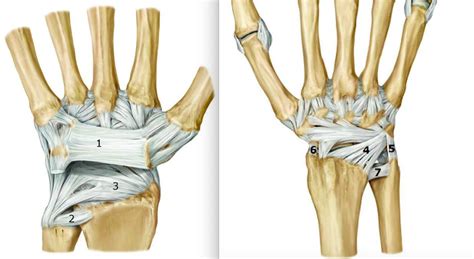 Wrist Ligaments Diagram Quizlet