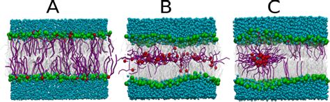 1 -Procedure of activation/deactivation of the hydrophilic head-groups.... | Download Scientific ...