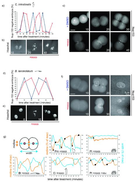 Nocodazole Treatment Does Not Delay Mitotic Progression During Cleavage