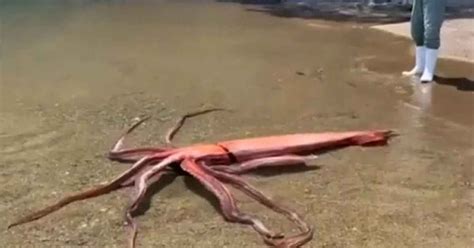 Scientists Capture Giant Squid Alive A Massive Three Meter Giant Squid