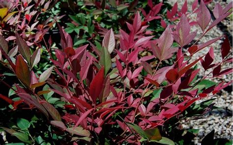 18 Best Images About Burgundy Perennials On Pinterest Container