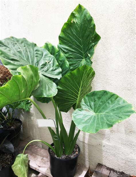 Alocasia Macrorrhiza Elephant Ear Florabundance Gardens