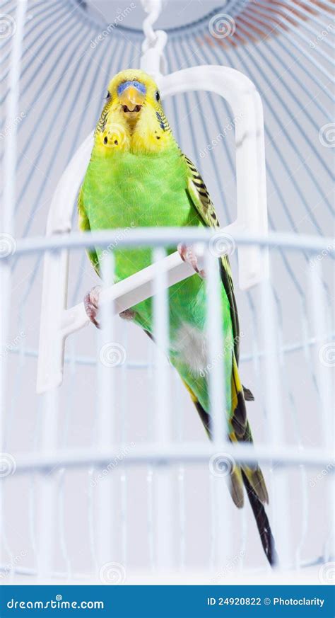 Budgie in his cage stock photo. Image of cereal, green - 24920822