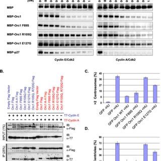 Mutation Blocks Orc Function In Centrosome Duplication A The Orc