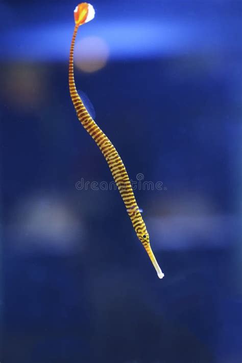 Pacific Blue Stripe Pipefish Stock Photo Image Of Sharp Color 136560262