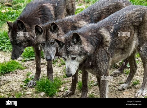 Close-up portrait of three black Northwestern wolves / Mackenzie Valley ...