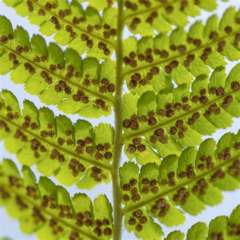 Щитовник Мужской Фото – Telegraph